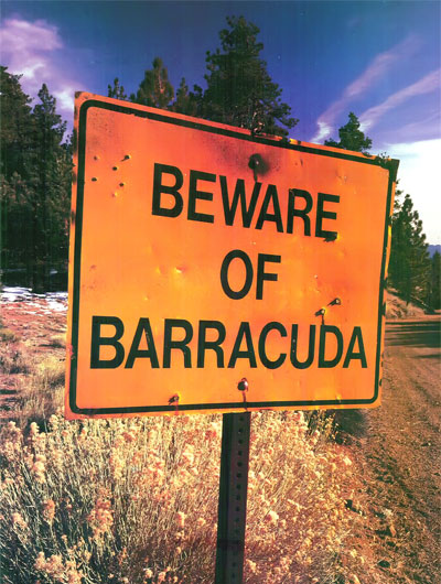Barracuda - Totally Driven!